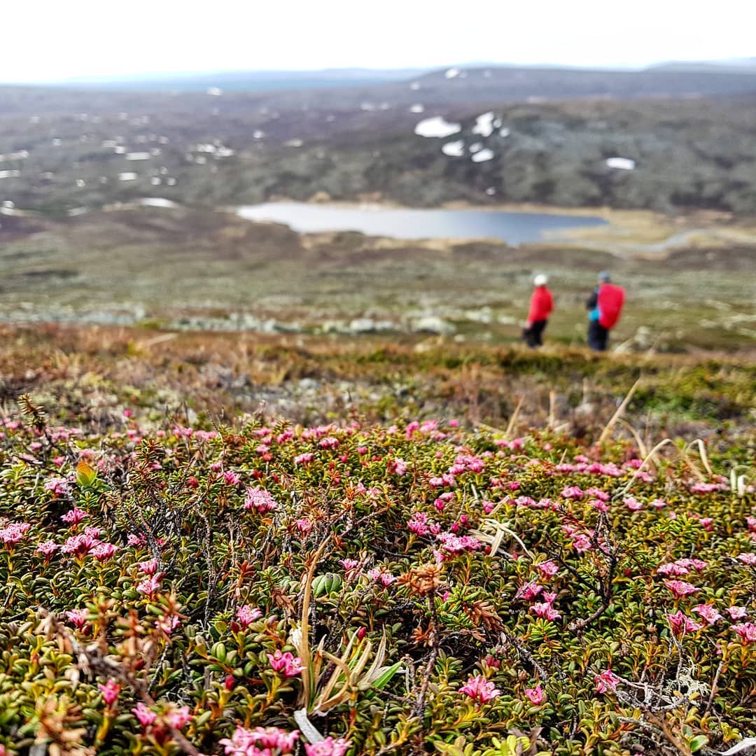 2019-06-08 blommor