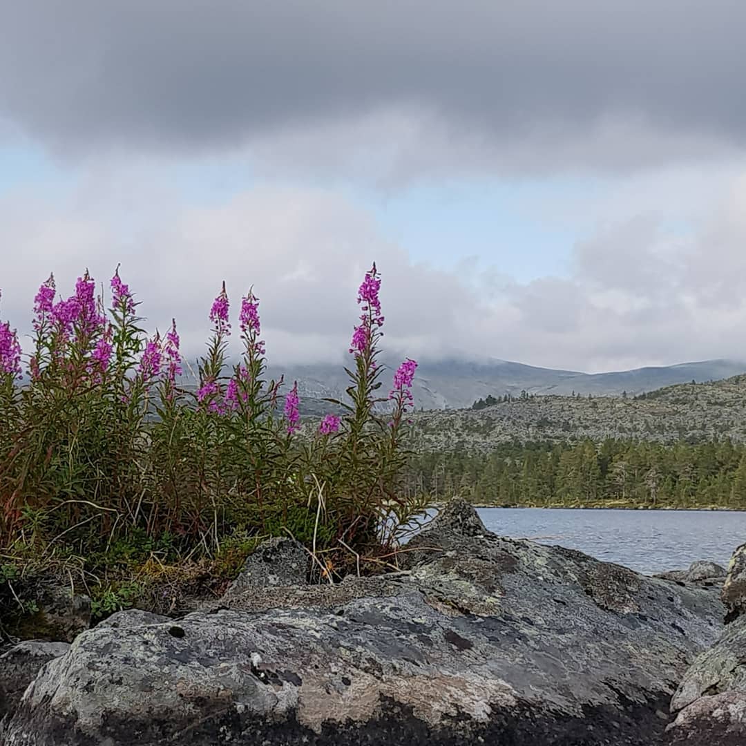 2019-09-16 blommor